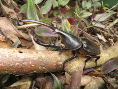 Dynastes trinidadensis