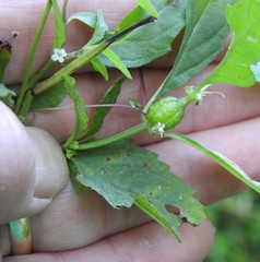Neolasioptera lycopi