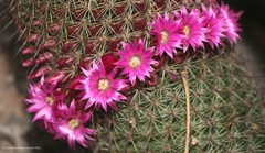 Mammillaria backebergiana