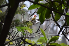 Colaptes atricollis