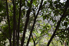 Colaptes atricollis