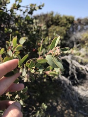 Arctostaphylos morroensis