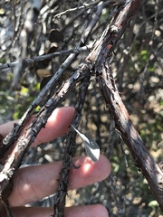 Arctostaphylos morroensis