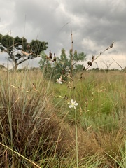 Chlorophytum galpinii