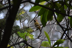 Colaptes atricollis