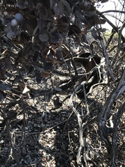 Arctostaphylos morroensis