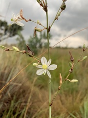 Chlorophytum galpinii