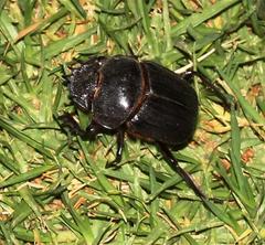 Scarabaeus proboscideus