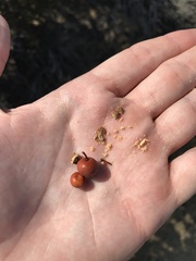 Arctostaphylos morroensis