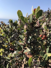 Arctostaphylos morroensis