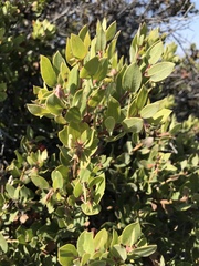 Arctostaphylos morroensis