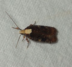 Agonopterix liturosa