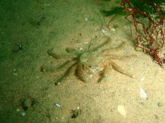 Hymenosoma orbiculare