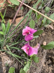 Sphenostylis angustifolia