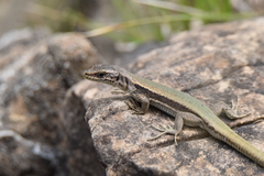 Iberolacerta bonnali