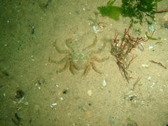 Hymenosoma orbiculare