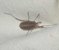 Odiellus troguloides