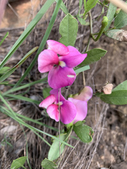 Sphenostylis angustifolia