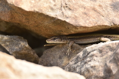 Iberolacerta bonnali