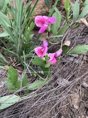 Sphenostylis angustifolia