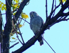 Kaupifalco monogrammicus