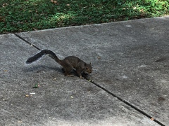Sciurus carolinensis