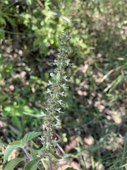 Ocimum gratissimum