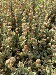 Atriplex watsonii