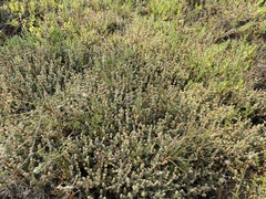 Atriplex watsonii