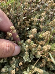 Atriplex watsonii