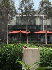 Pyrocephalus rubinus cocachacrae