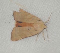 Noctua fimbriata