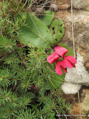 Indigofera hedyantha