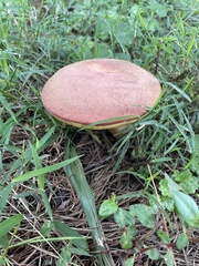 Boletus patrioticus