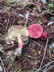 Suillus paluster