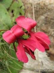 Indigofera hedyantha