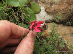 Indigofera hedyantha