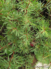 Indigofera hedyantha