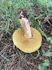 Boletus patrioticus