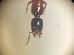 Neohypnus
