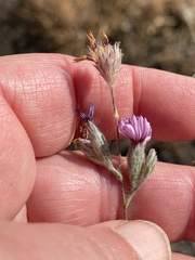 Lessingia hololeuca