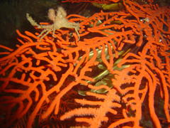 Achaeopsis spinulosa