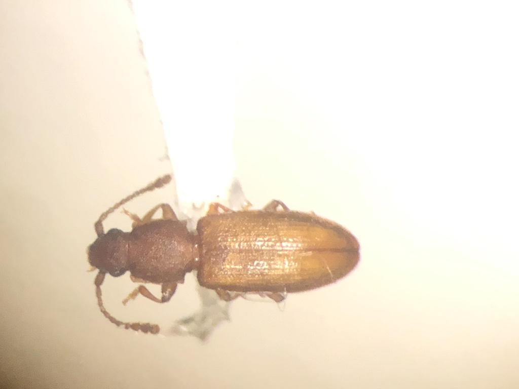 Ahasverus longulus