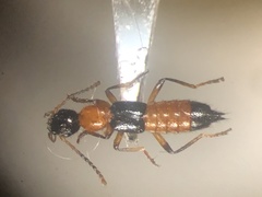 Paederus littorarius