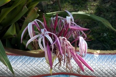Crinum × amabile