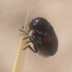 Saxinis saucia