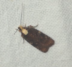 Agonopterix liturosa