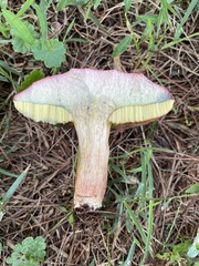 Boletus patrioticus