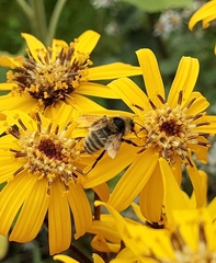 Bombus borealis