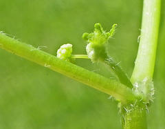 Hydrocotyle